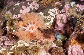 Image result for Cucumaria frondosa