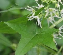 Attēlu rezultāti vaicājumam “Echinocystis lobata flower”