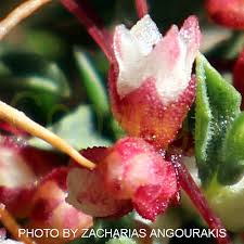 Attēlu rezultāti vaicājumam “Cuscuta epithymum subsp. trifolii flower”