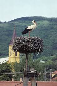 Attēlu rezultāti vaicājumam “Ciconia ciconia adult”