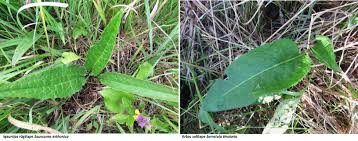 Attēlu rezultāti vaicājumam “Saussurea esthonica”