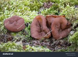 Attēlu rezultāti vaicājumam “Discina perlata”