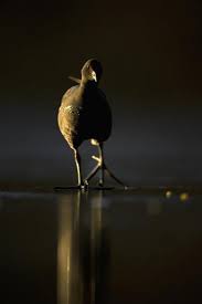 Attēlu rezultāti vaicājumam “Gallinula chloropus adult”