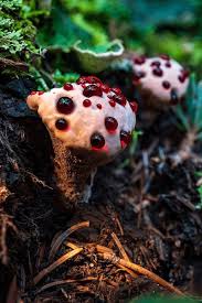 Attēlu rezultāti vaicājumam “Hydnellum sp.”