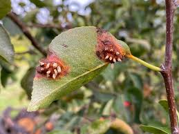 Attēlu rezultāti vaicājumam “Gymnosporangium sabinae”