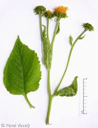 Image result for Telekia speciosa