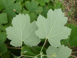Attēlu rezultāti vaicājumam “Rubus nessensis leaf”