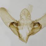 Attēlu rezultāti vaicājumam “Anania stachydalis”