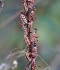 Attēlu rezultāti vaicājumam “Gymnadenia conopsea bud”