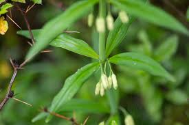 Attēlu rezultāti vaicājumam “Polygonatum verticillatum”