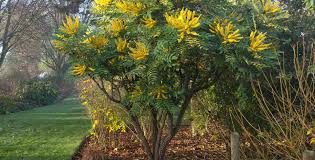 Attēlu rezultāti vaicājumam “Mahonia aquifolium flower”