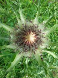 Image result for Silberdistel
