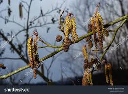 Attēlu rezultāti vaicājumam “Alnus glutinosa flower”