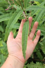 Attēlu rezultāti vaicājumam “Epilobium angustifolium leaf”