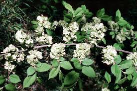 Attēlu rezultāti vaicājumam “Ulmus x hollandica”