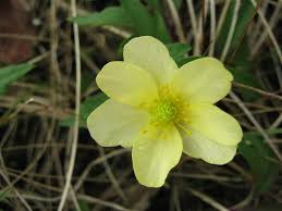 Attēlu rezultāti vaicājumam “Anemone x lipsiensis”
