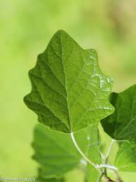 Attēlu rezultāti vaicājumam “Populus x canescens”