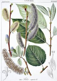 Attēlu rezultāti vaicājumam “Salix caprea fruit”