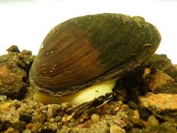 Attēlu rezultāti vaicājumam “Unio crassus”