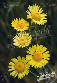 Image result for Anthemis tinctoria