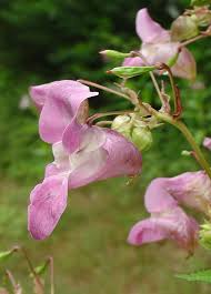 Attēlu rezultāti vaicājumam “Impatiens glandulifera leaf”