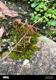 Attēlu rezultāti vaicājumam “Hygroamblystegium varium”