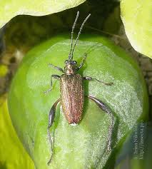 Attēlu rezultāti vaicājumam “Donacia”