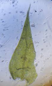 Attēlu rezultāti vaicājumam “Hygroamblystegium varium”