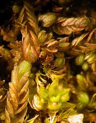 Attēlu rezultāti vaicājumam “Nardia scalaris cells”