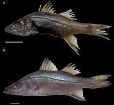 Image result for Centropomus parallelus