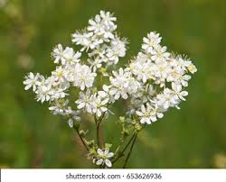 Image result for Filipendula vulgaris