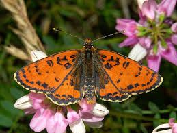 Attēlu rezultāti vaicājumam “Melitaea didyma male”