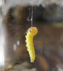 Attēlu rezultāti vaicājumam “Mellicta athalia larva”
