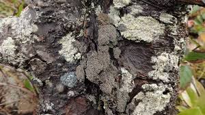 Attēlu rezultāti vaicājumam “Sclerophora farinacea”