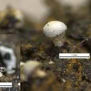 Attēlu rezultāti vaicājumam “Claustria didermoides spores”