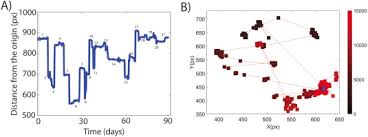 Image result for Vazella pourtalesii