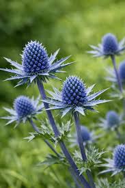 Attēlu rezultāti vaicājumam “Eryngium planum fruit”