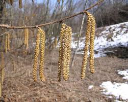 Attēlu rezultāti vaicājumam “Corylus avellana male flower”