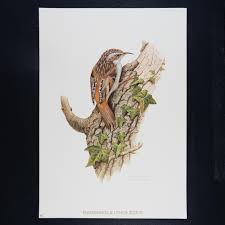 Attēlu rezultāti vaicājumam “Certhia familiaris”