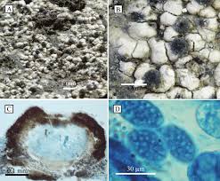 Attēlu rezultāti vaicājumam “Petractis sp.”