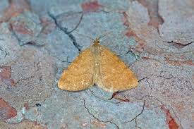 Attēlu rezultāti vaicājumam “Macaria wauaria”