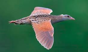 Attēlu rezultāti vaicājumam “Crex crex eggs”