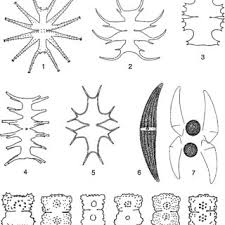 Attēlu rezultāti vaicājumam “Didymium annulisporum young”