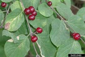Attēlu rezultāti vaicājumam “Lonicera xylosteum fruit”