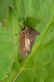 Attēlu rezultāti vaicājumam “Chaetopteryx villosa”