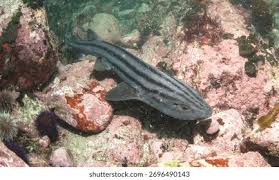 Image result for Poroderma africanum