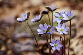 Attēlu rezultāti vaicājumam “Hepatica nobilis flower”