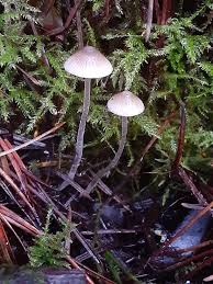 Attēlu rezultāti vaicājumam “Mycena amicta”