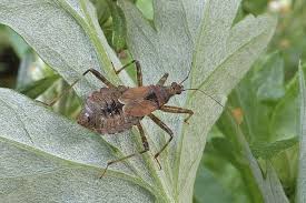 Attēlu rezultāti vaicājumam “Himacerus apterus”