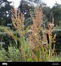 Attēlu rezultāti vaicājumam “Rumex hydrolapathum fruit”
